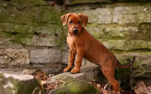 下载壁纸 1920x1200 狗,棕色的小狗 桌面背景