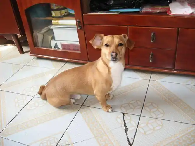 请问这个是什么狗