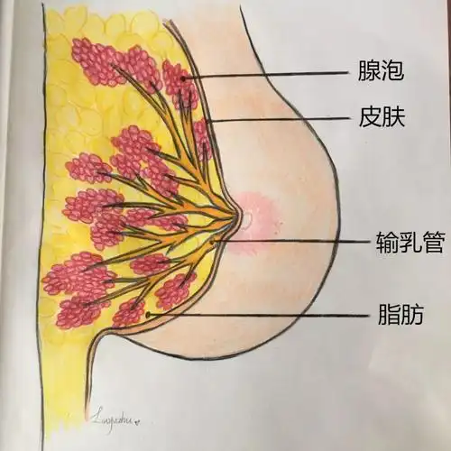 每侧乳房有15-20个乳腺小叶(乳腺的基本单位),小叶由输乳管和腺泡组成