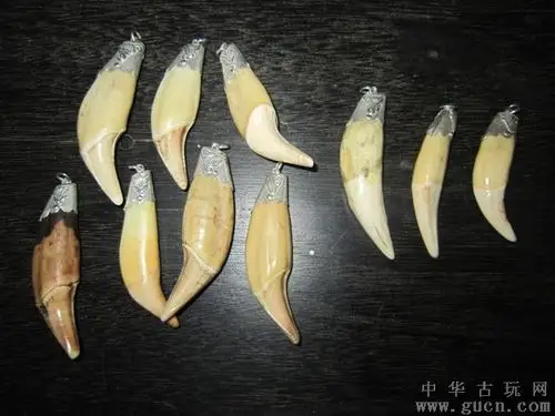 求大神帮忙看一下是什么牙 朋友说是熊牙