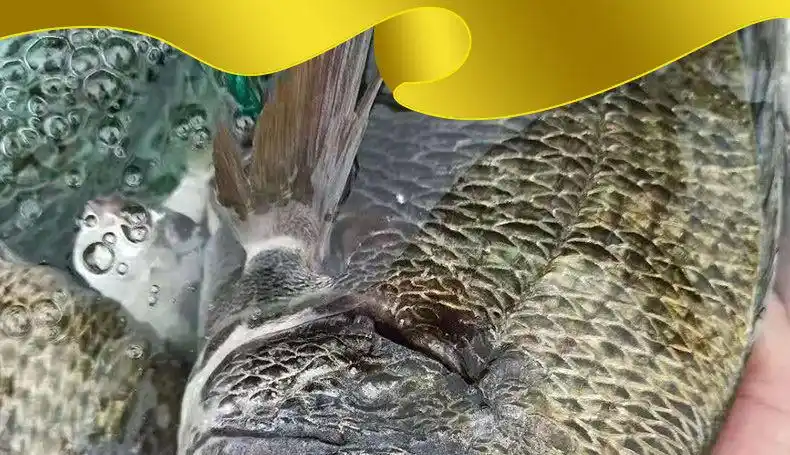 黑鲷鱼新鲜海捕黑翅鱼超大活冻海钓海鱼鲫鱼海鲜水产