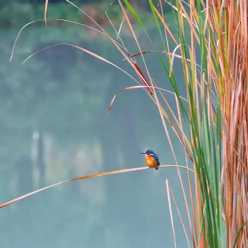 小翠静静地待着,眼睛看向远处,仿佛在等待着他的另一半飘零555关注