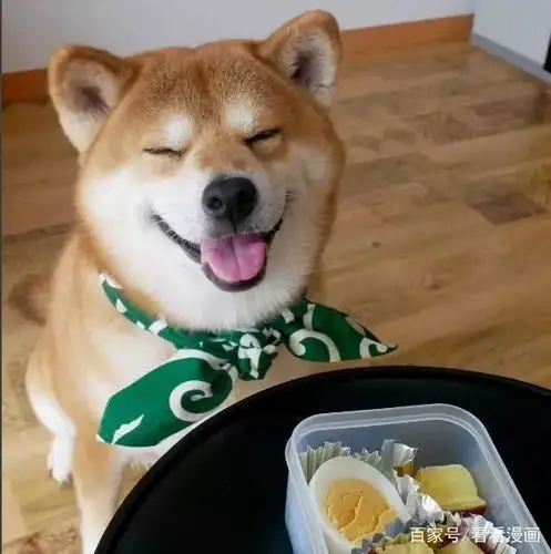 这只全世界最幸福的狗狗,笑起来真的超甜!