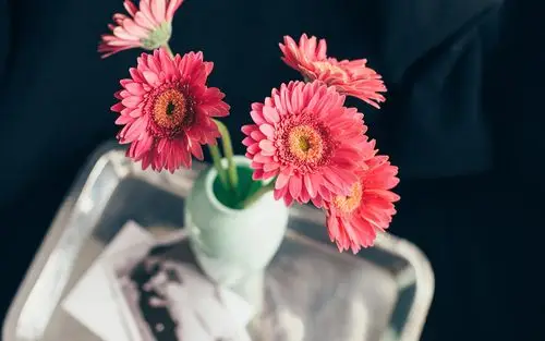 时间,花朵,太阳菊,安静,花瓶,margieohara,微距,心情每日精品壁纸