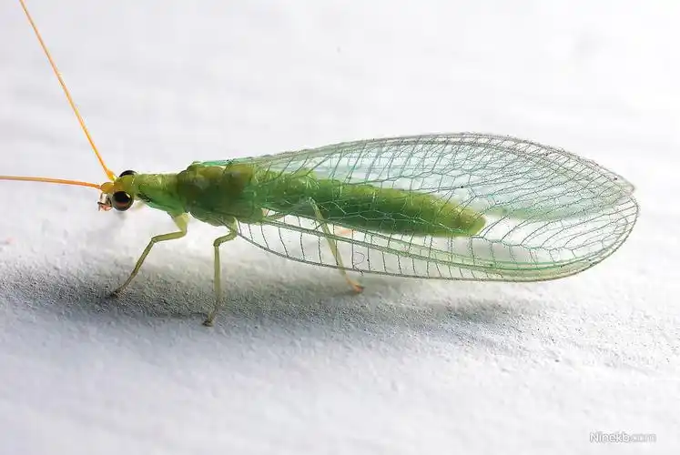 飞到我显示器上的草蛉