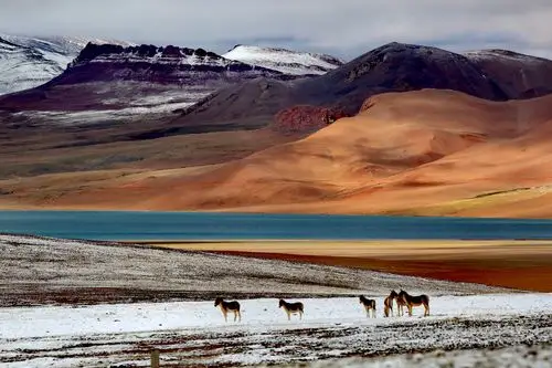 走进西藏(4)……精灵的乐园～藏北羌塘/可可西里无人区