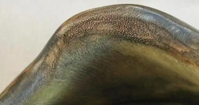 仿犀牛角的蹄子料仿犀牛角的蹄子料用显微镜仔细进行观察用显微镜仔细