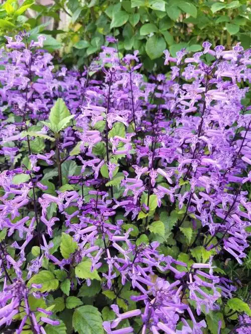 本文将为您详细介绍特丽莎香茶菜的养殖方法,注意事项以及其独特的产