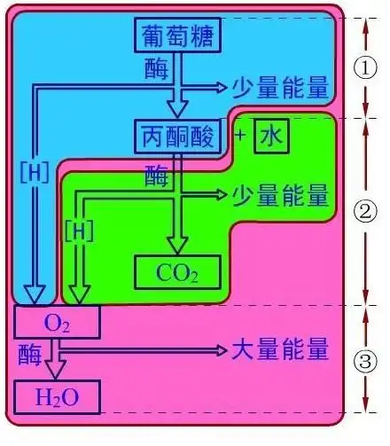 方程式  21 2009-06-20 有氧呼吸运动  9 2008-02-12 有氧呼吸和无氧