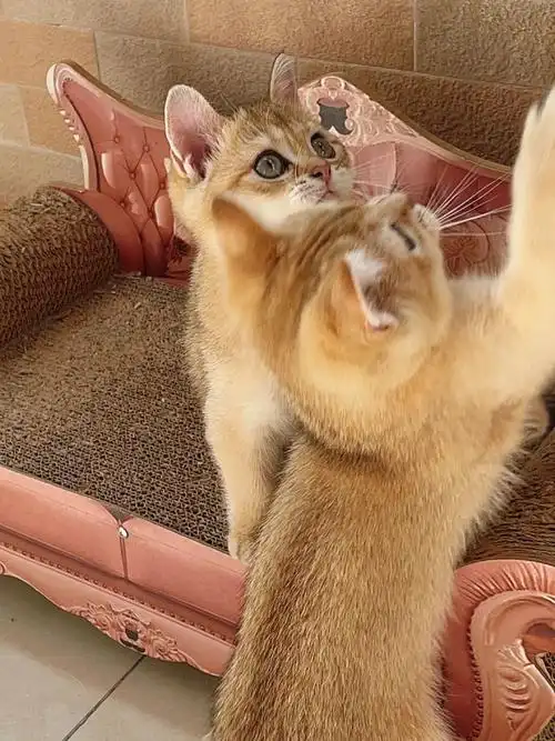 北京金渐层捡漏75仅两只