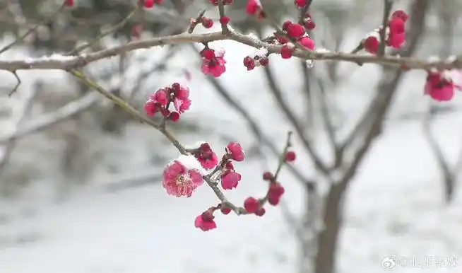 在银装素裹的世界里,泗水河公园的梅花悄然绽放,披上了"雪衣",雪中