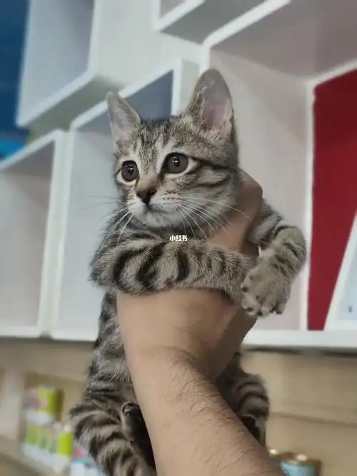 狸花猫美短串广州深圳东莞领养