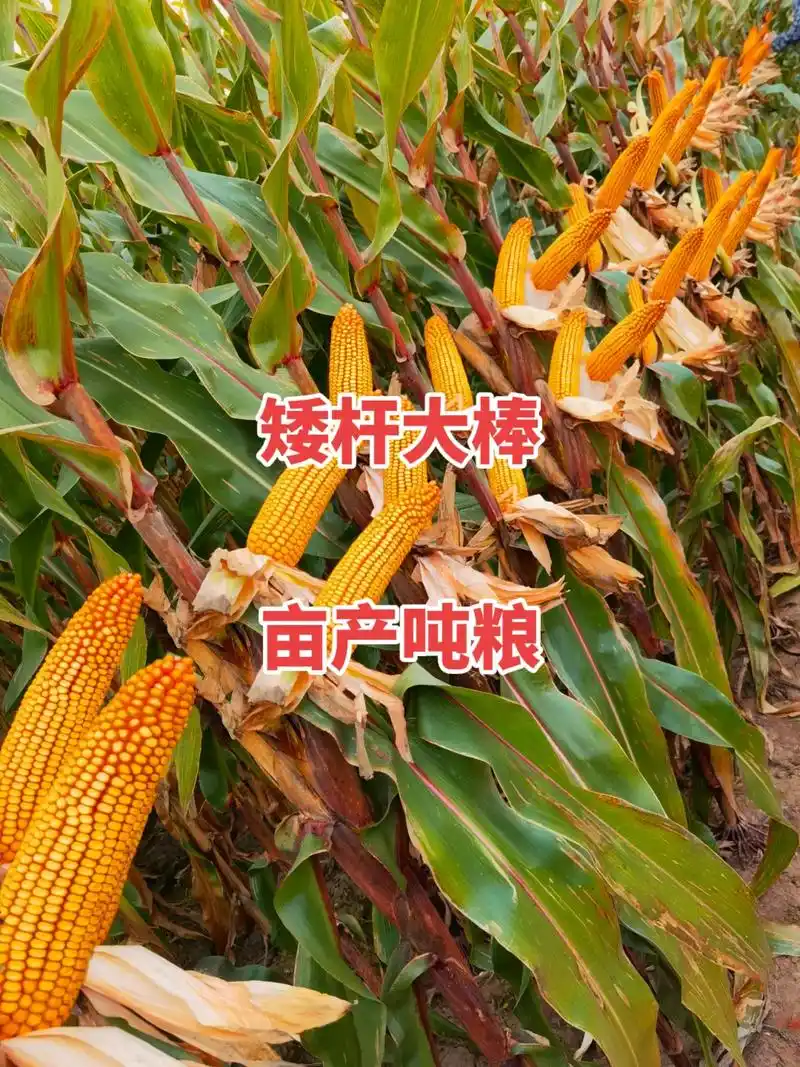 最新国审高产玉米种子 #紫根紫杆高产大棒 #矮杆大棒玉米种 - 兑趑