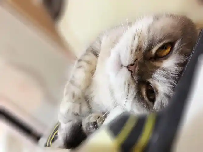 上海闵行加菲英短混血求男票