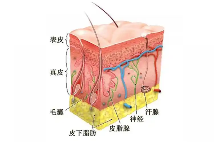 把宝宝萌的面部皮下组织当作移植的土壤,如果面部软组织较薄,血运差