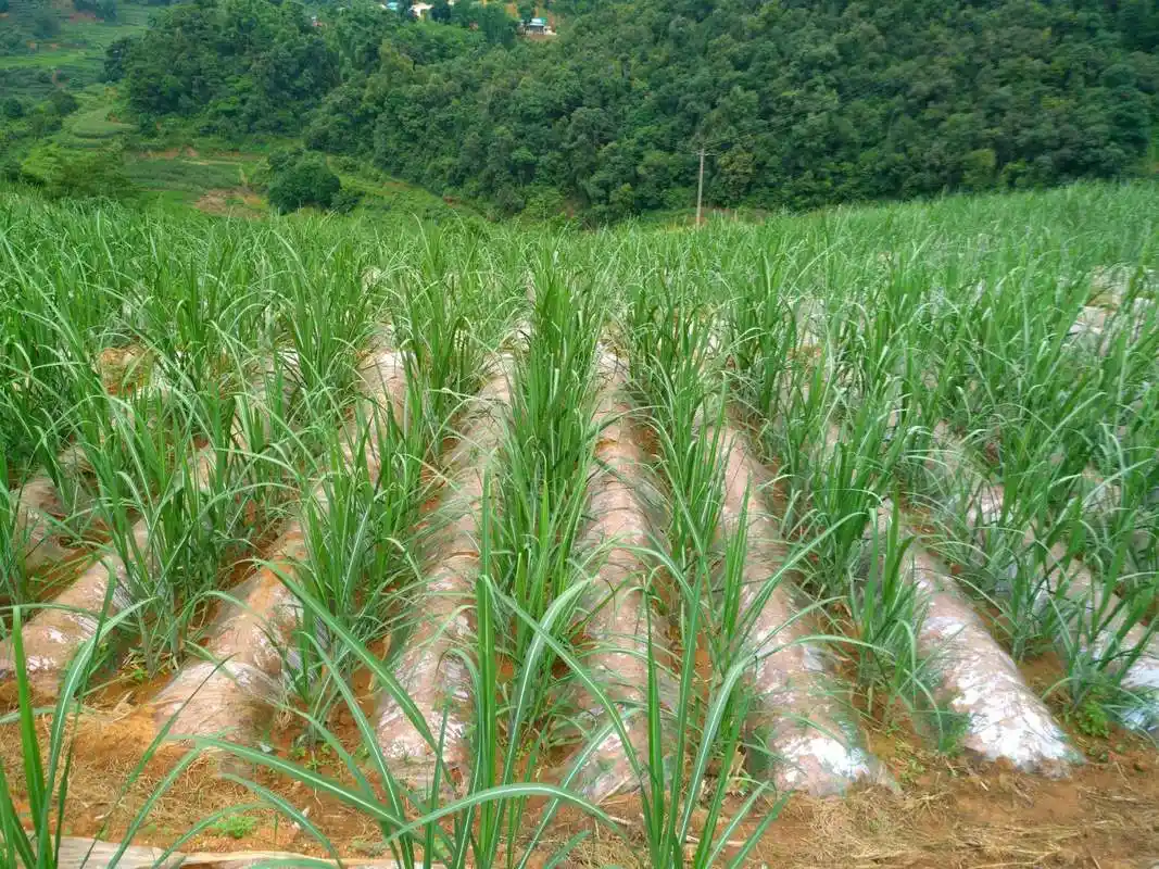 甘蔗高产栽培关键技术讲解,促进甘蔗高质高产