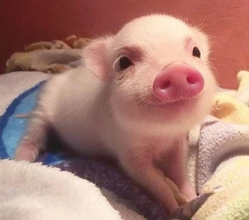 超可爱的小萌猪,看完让人爱不释手!