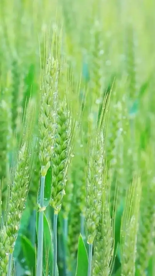 壁纸 草 绿色 植物 桌面 540_960 竖版 竖屏 手机