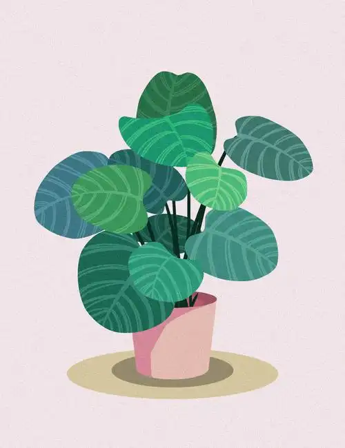 一组植物插画练习