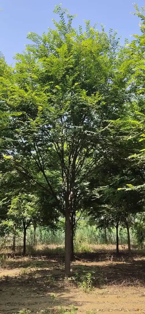 年生长量80cm胸径年生长量2cm主干高3m土球直径100cm园林用途行道树