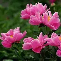 女人最适合的微信头像成熟牡丹花头像点击鼠标右键下载