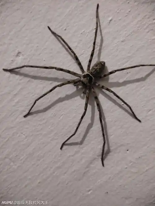 近距离拍摄,野生蜘蛛这么大你怕不怕?