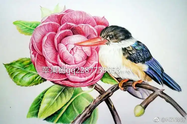 彩铅手绘(花鸟图)作者:@hzy泽源