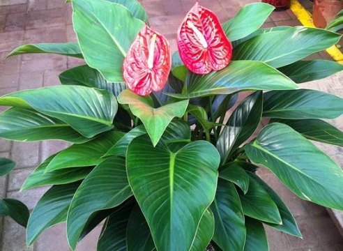 金钻叶片发黄要怎么处理?