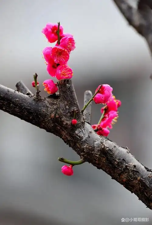 《红梅报春》摄影图片欣赏