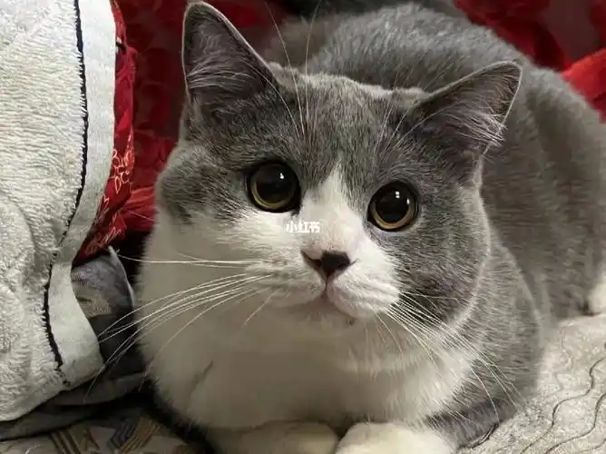 新手养猫  #英短蓝白  长大后的发福团团