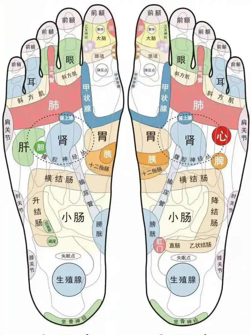 标准足部反射区图|从足部调理全身 图上是右足底,再左足底