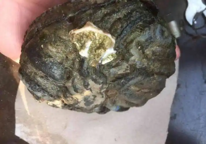 全世界最贵的3种屎普通人买不起网友不配知道也吃不起