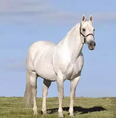 中国培育不出优秀现代马匹原因何在与冷血马有关