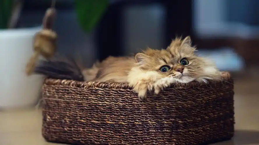 治愈系喵星人可爱呆萌高清桌面壁纸