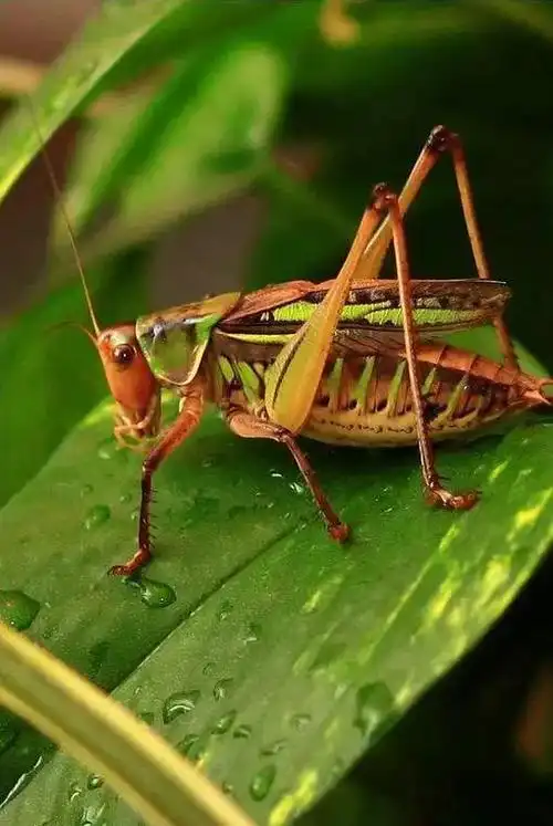 花鸟画参考素材欣赏:蝈蝈