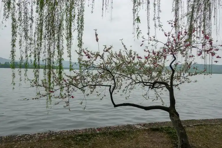 杭州西湖边柳浪闻莺之春色满园