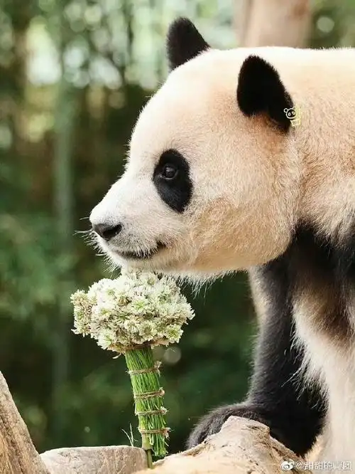 全网最火的几只大熊猫