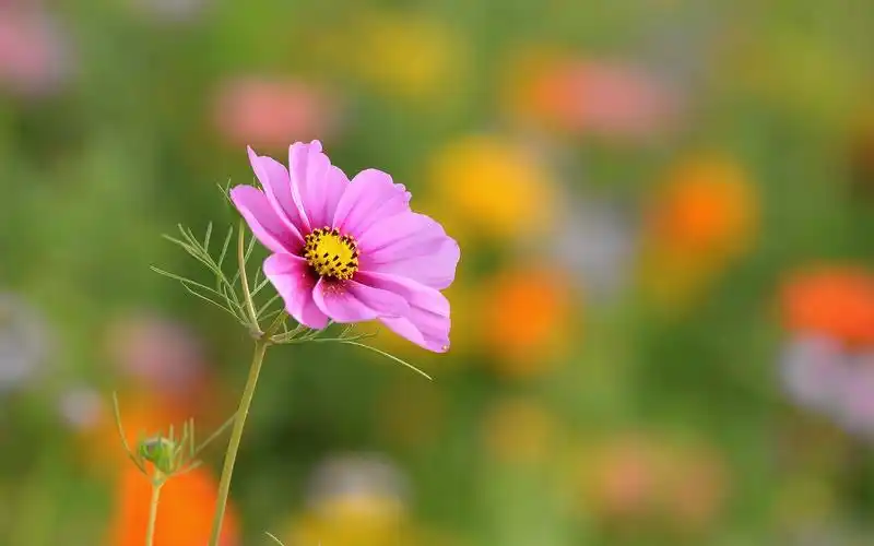 唯美波斯菊风景图片桌面壁纸,夏日的风景了,粉嫩唯美的波斯菊悄然绽放