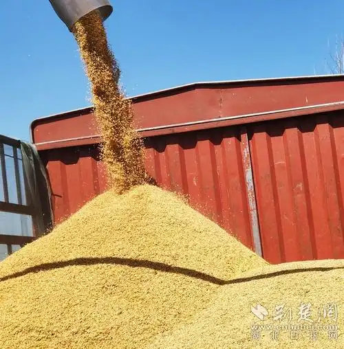 金秋粮满仓沙湖镇马岭村水稻喜获丰收