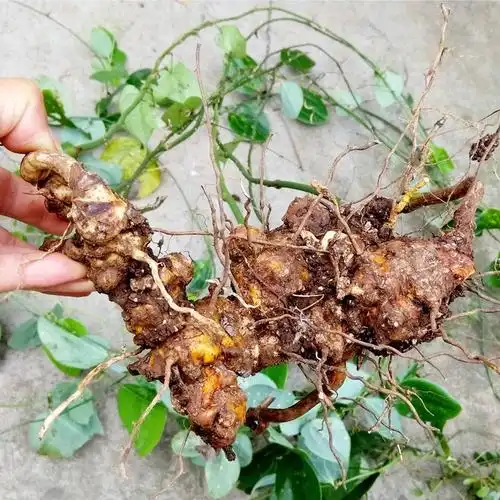 嘉会本草治风湿的铁菱角