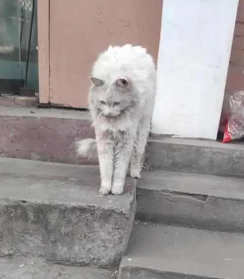 路遇一只异瞳白毛怪