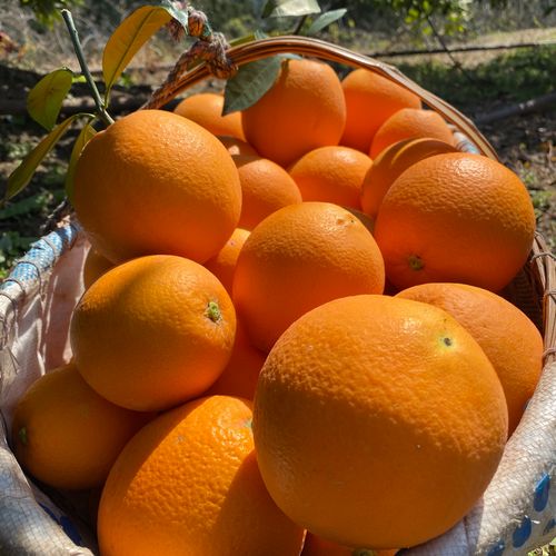 湖北秭归荷尔长虹脐橙新鲜大果现摘现发孕妇橙