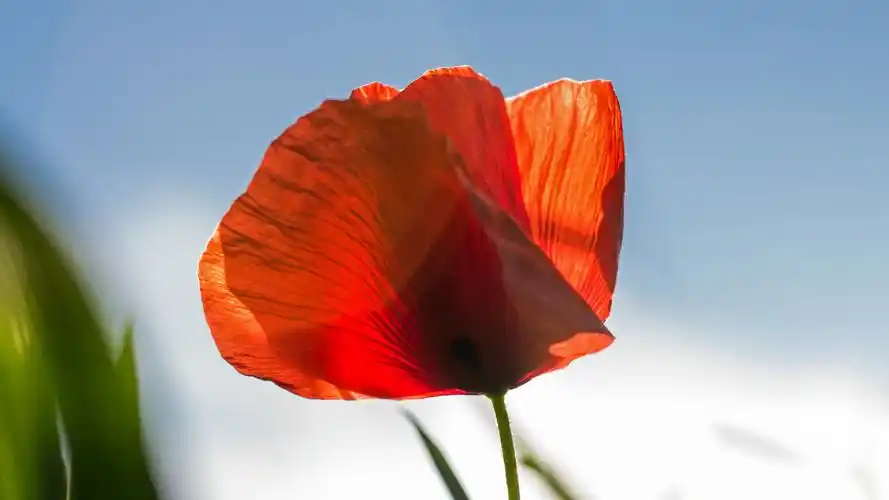 高清罂粟花图片桌面壁纸