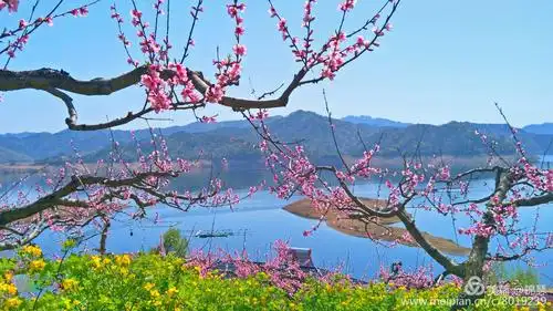 江畔桃花别样美——一年一度又相会!