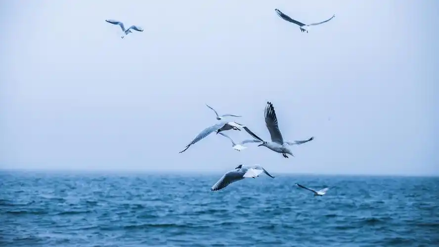 大海与海鸥