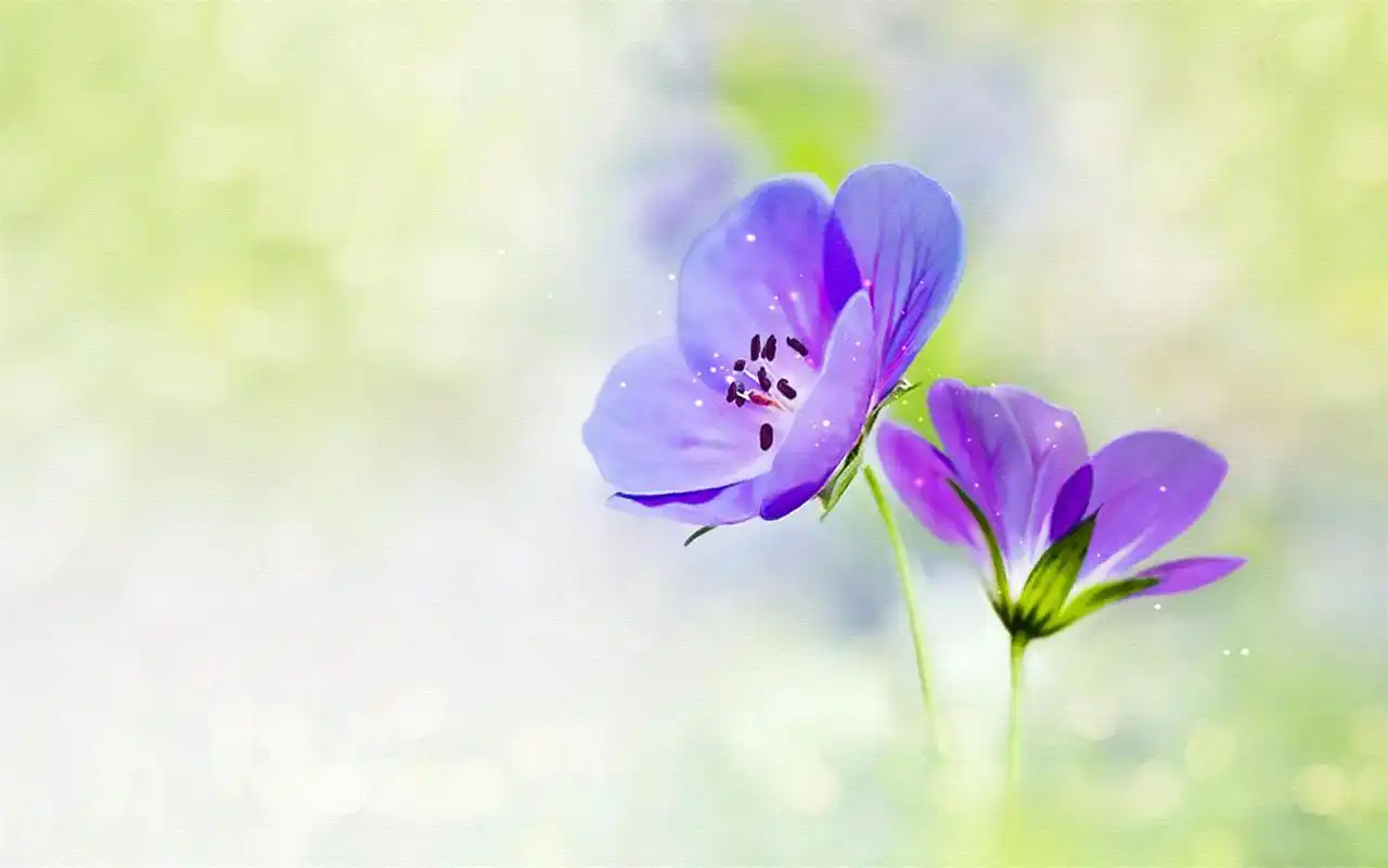 下一张 简介 好看的植物花卉情侣高清电脑桌面壁纸图片下载,超清新