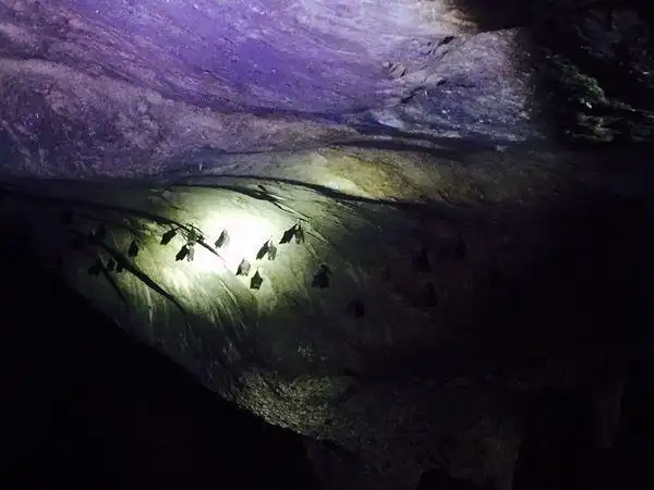 蝙蝠洞