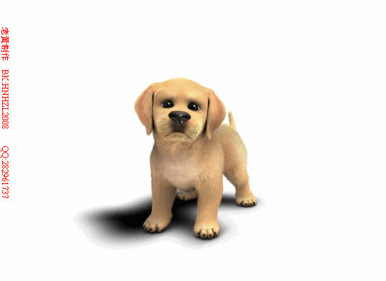 送给你最可爱的宠物狗动态图.