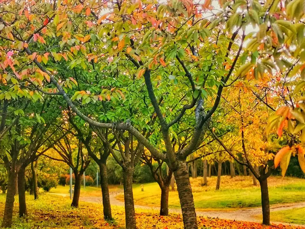 又遇初秋风凉, 眼前就要出现满地落叶金黄.#深秋时节的诗情画 - 抖音