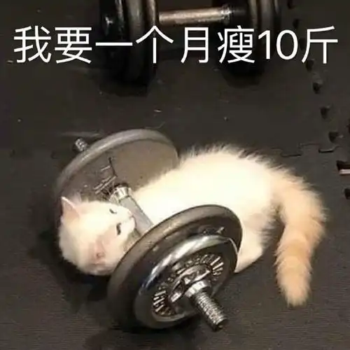 萌宠gif猫星人gif我要一个月瘦10斤gif减肥gif呆萌gif可爱gif